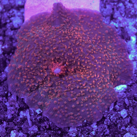 Red Polka Dot Mushroom