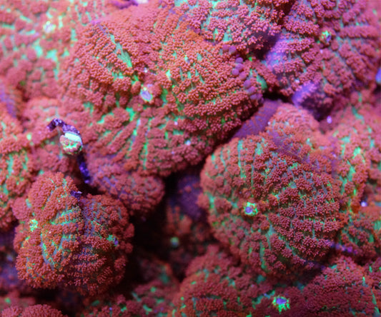 Forest Fire Mushroom