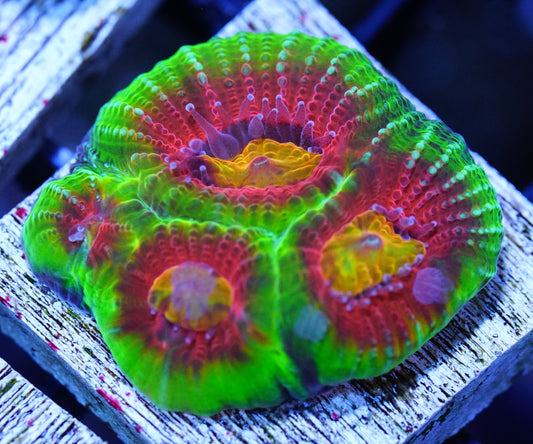 Tidal Gardens Meltdown Favia