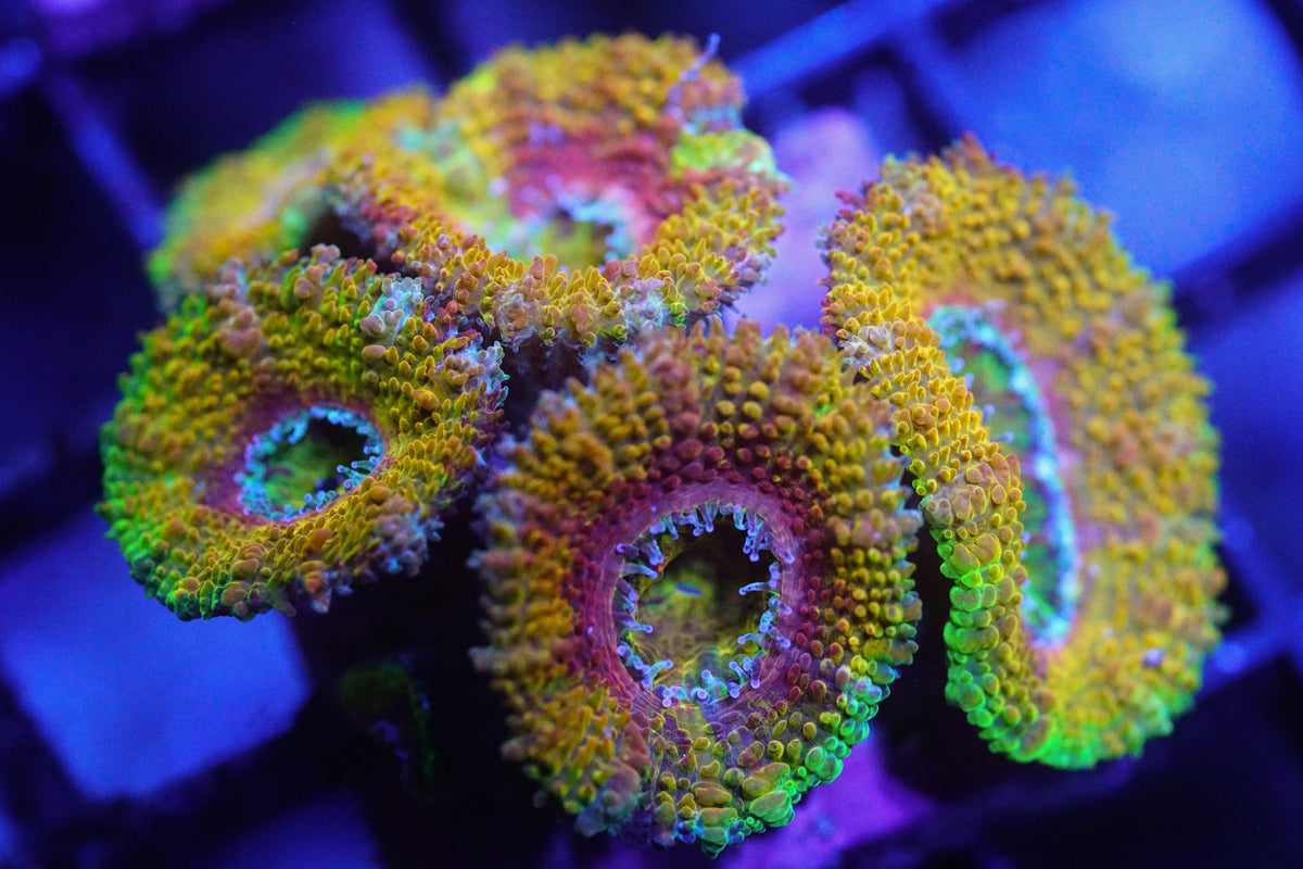 Golden Rainbow Acan