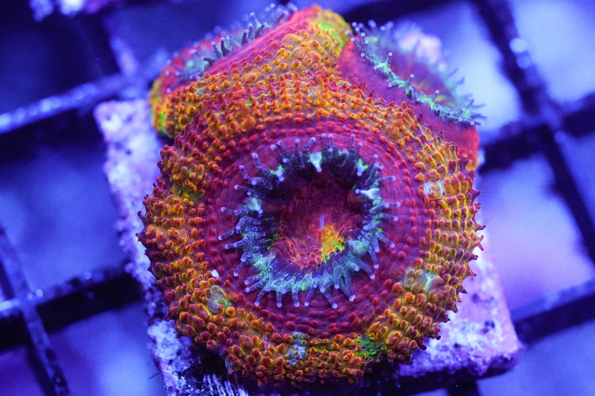 Red Rainbow Acan
