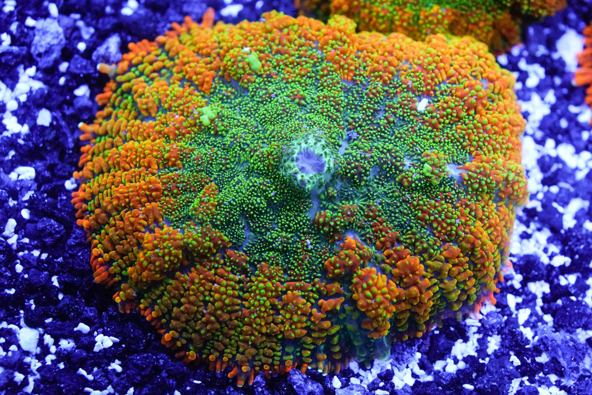 Orange and Green Rhodactis Mushroom