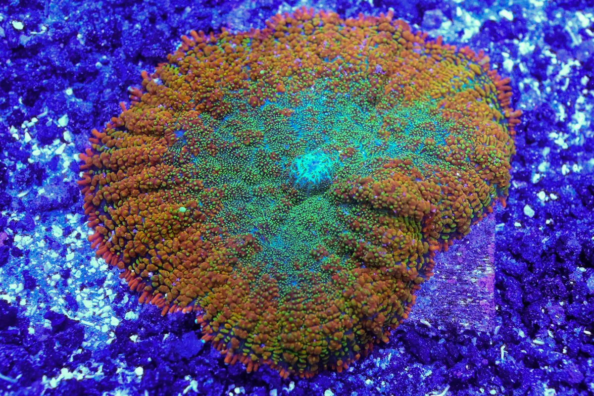 Orange and Green Rhodactis Mushroom