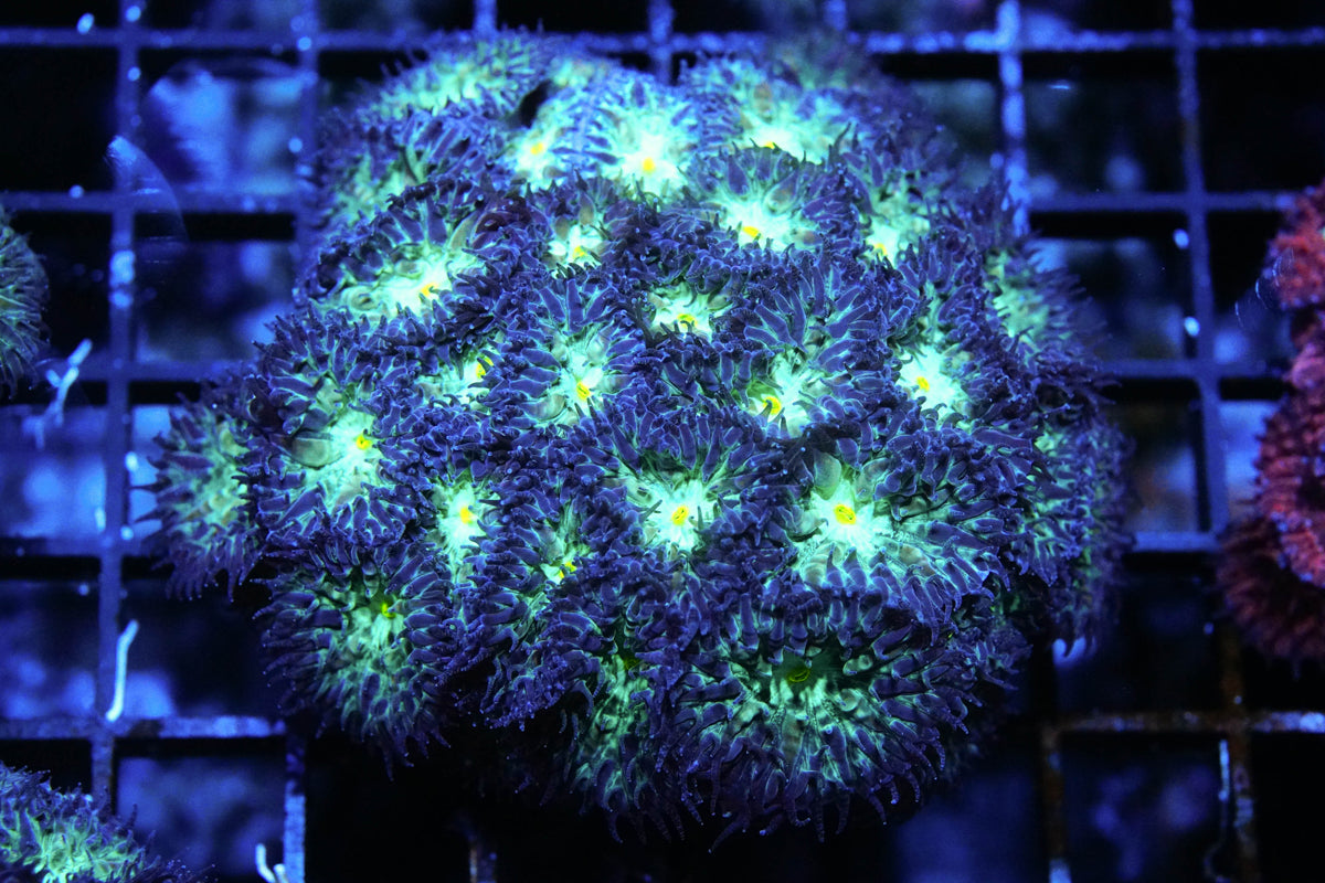 Primal Life Blasto Merletti Mini Colony