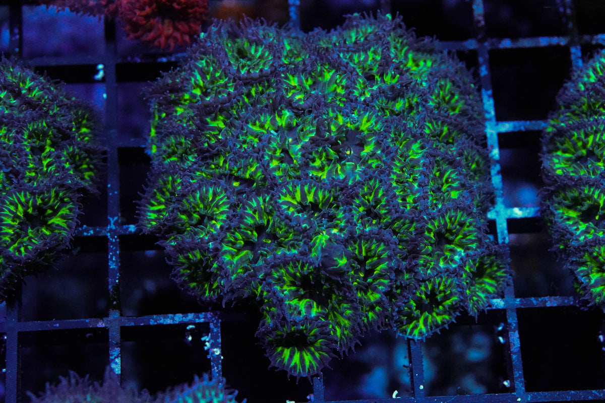 Green Goblin Blasto Merletti Mini Colony