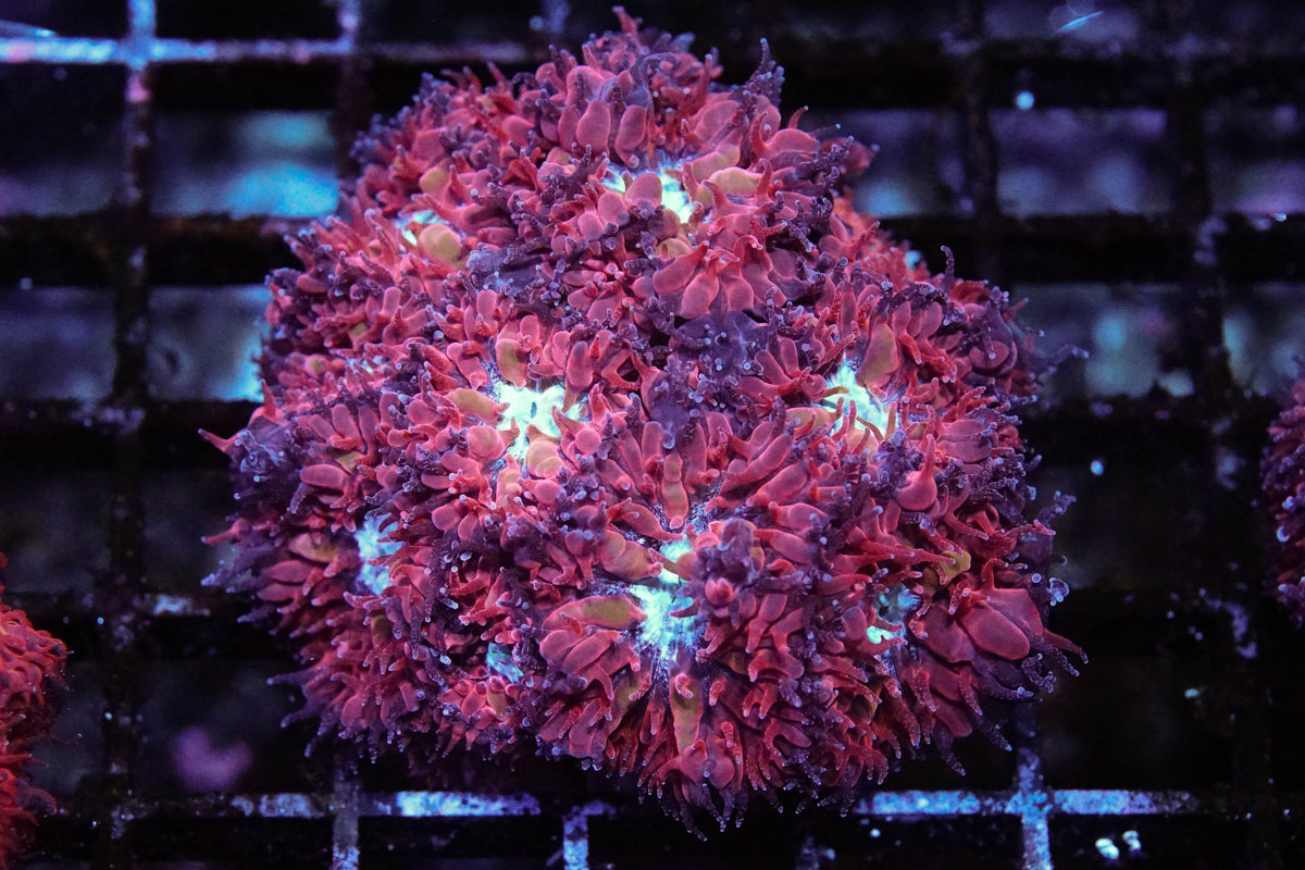 Arctic Blast Blasto Merletti Mini Colony