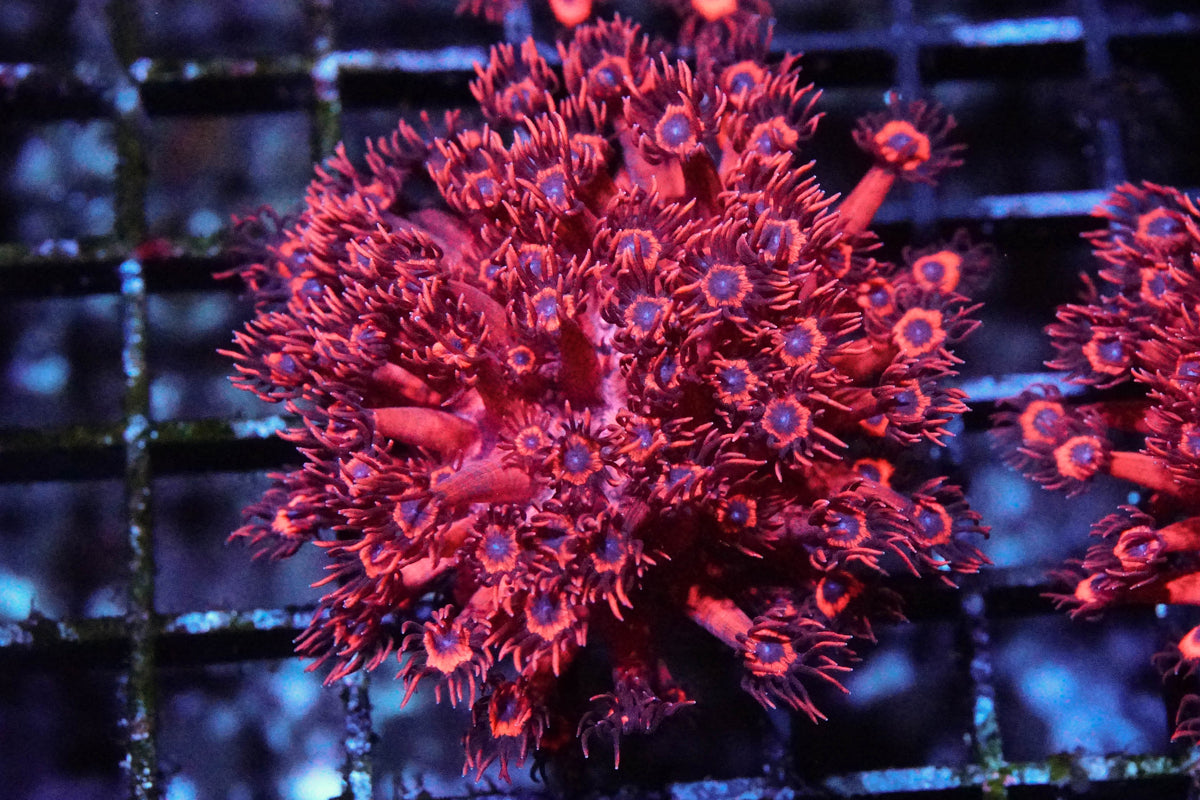 Hot Pink Blue Eyed Goniopora