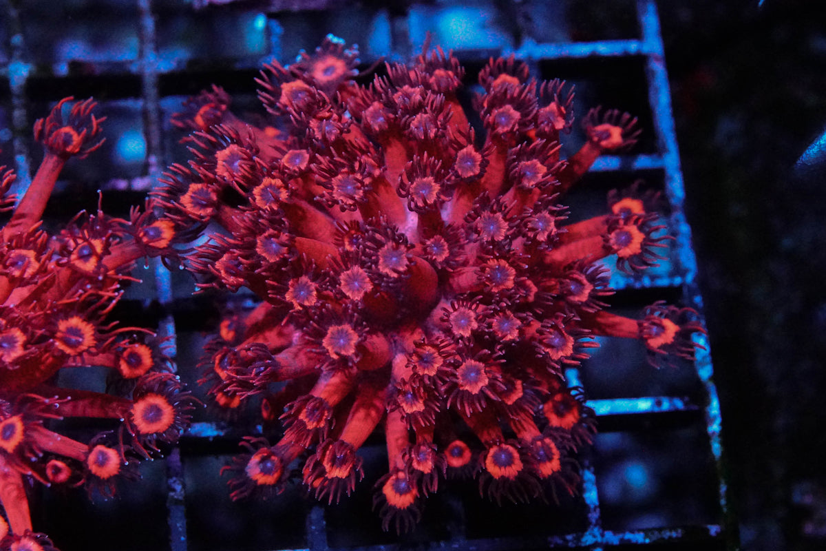 Hot Pink Blue Eyed Goniopora