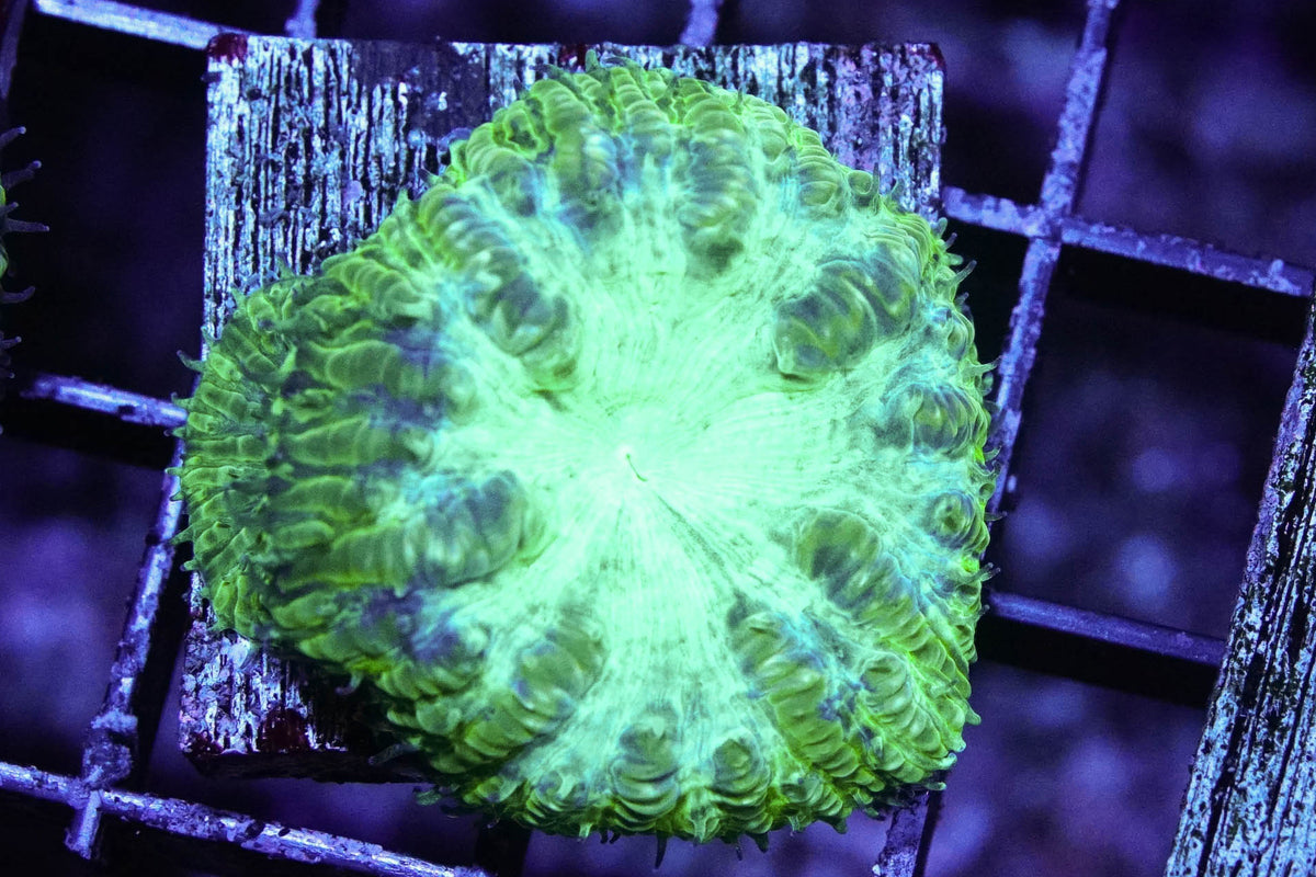 Radioactive Blasto