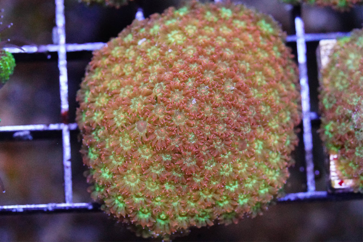 Golden Yellow Bernardpora/Micro Goniopora