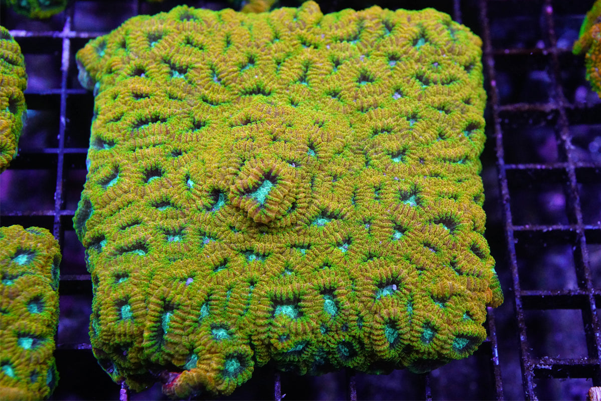Favia of the Gods Mini Colony 3in Tile