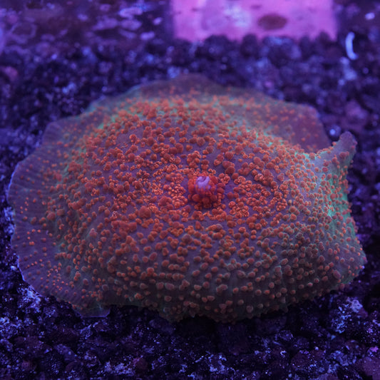 Red Polka Dot Mushroom