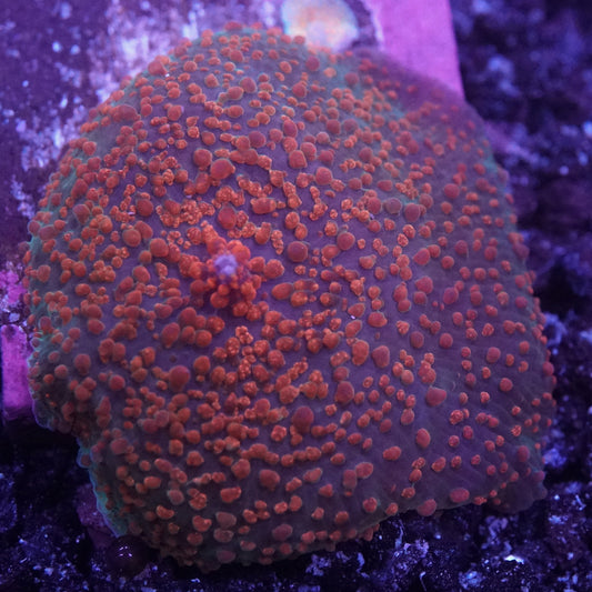 Red Polka Dot Mushroom