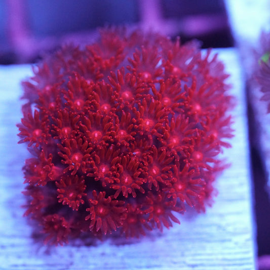 Crimson Bernardpora/Micro Goniopora