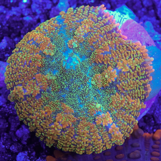 Tequila Sunrise Mushroom