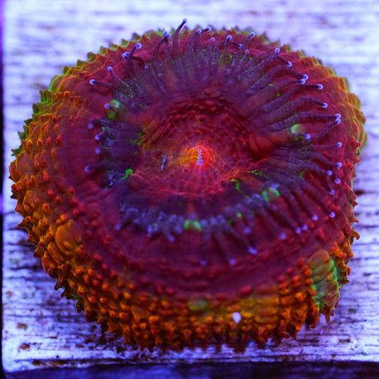 Rainbow Acan