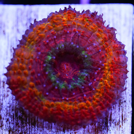 Rainbow Acan