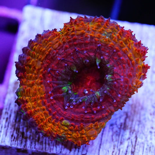 Rainbow Acan