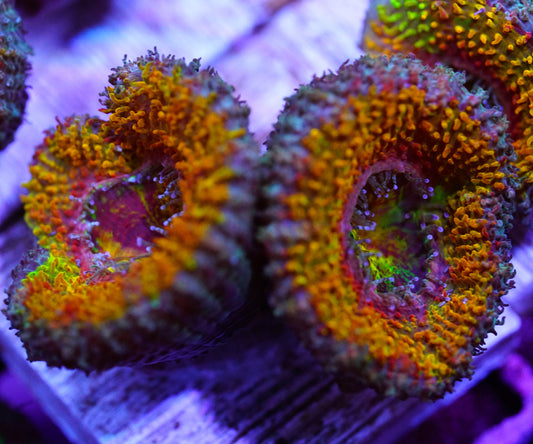 Supernova Acan