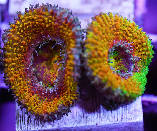 Supernova Acan