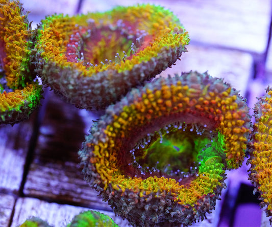 Supernova Acan