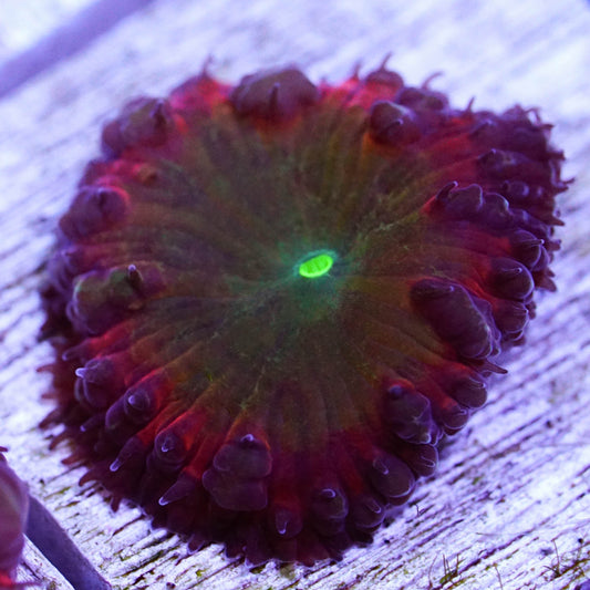 Tri Color Blasto