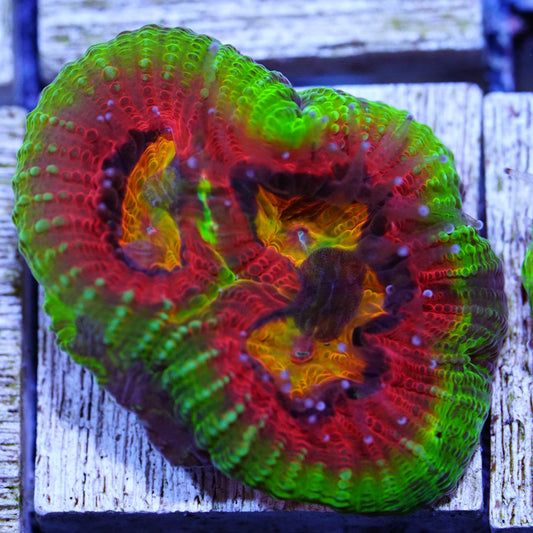 Tidal Gardens Meltdown Favia
