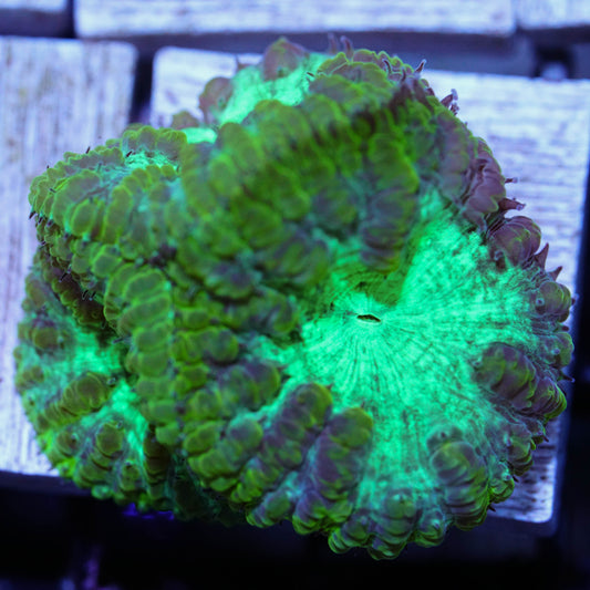 Radioactive Blasto