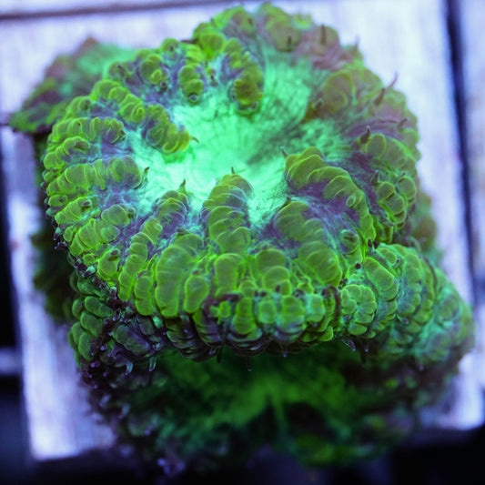 Radioactive Blasto