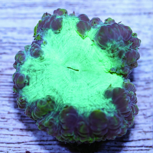 Radioactive Blasto