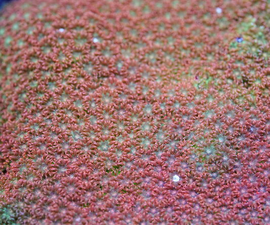 Golden Yellow Bernardpora/Micro Goni