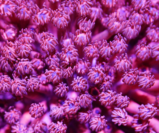 Hot Pink Goniopora