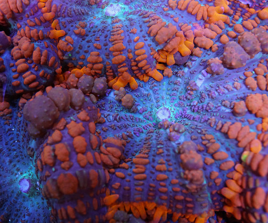 Fire N Ice Mushroom