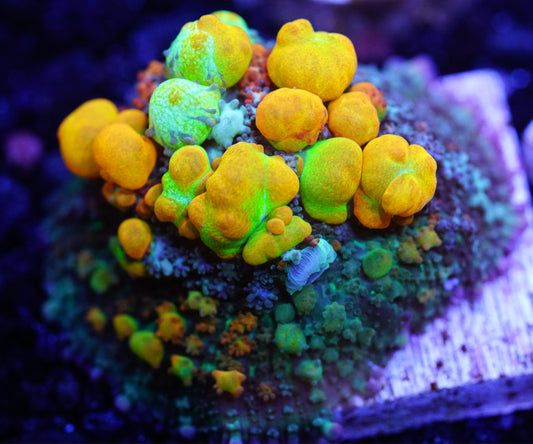 OG Bounce Mushroom
