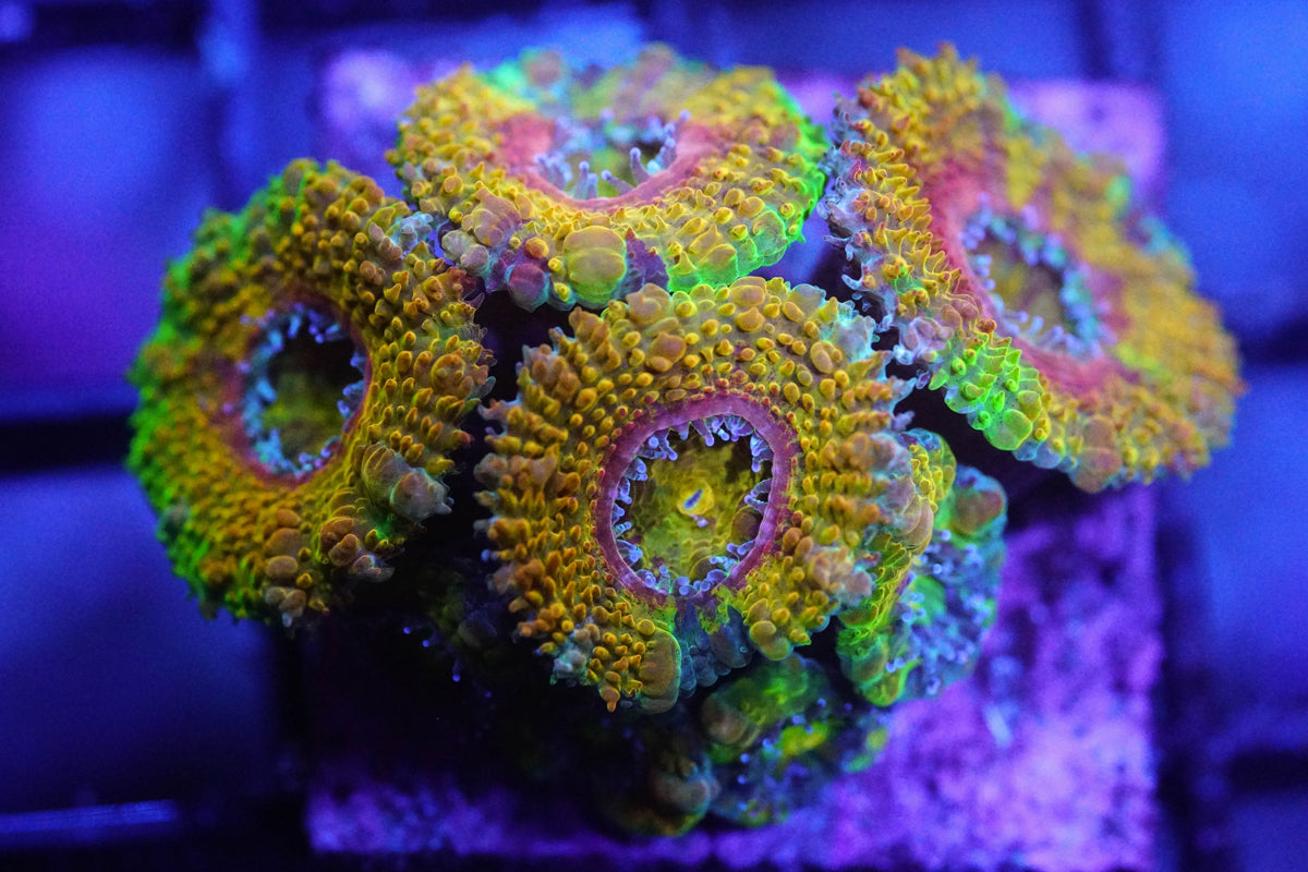Golden Rainbow Acan