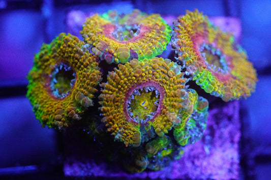 Golden Rainbow Acan