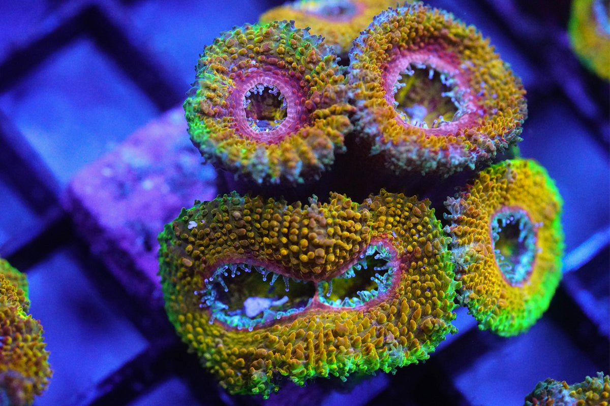 Golden Rainbow Acan