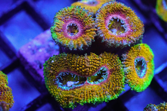 Golden Rainbow Acan