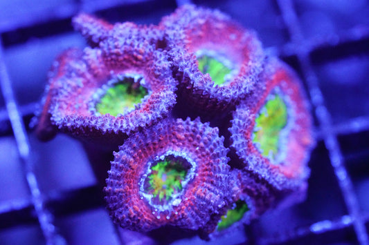 Bubblegum Acan