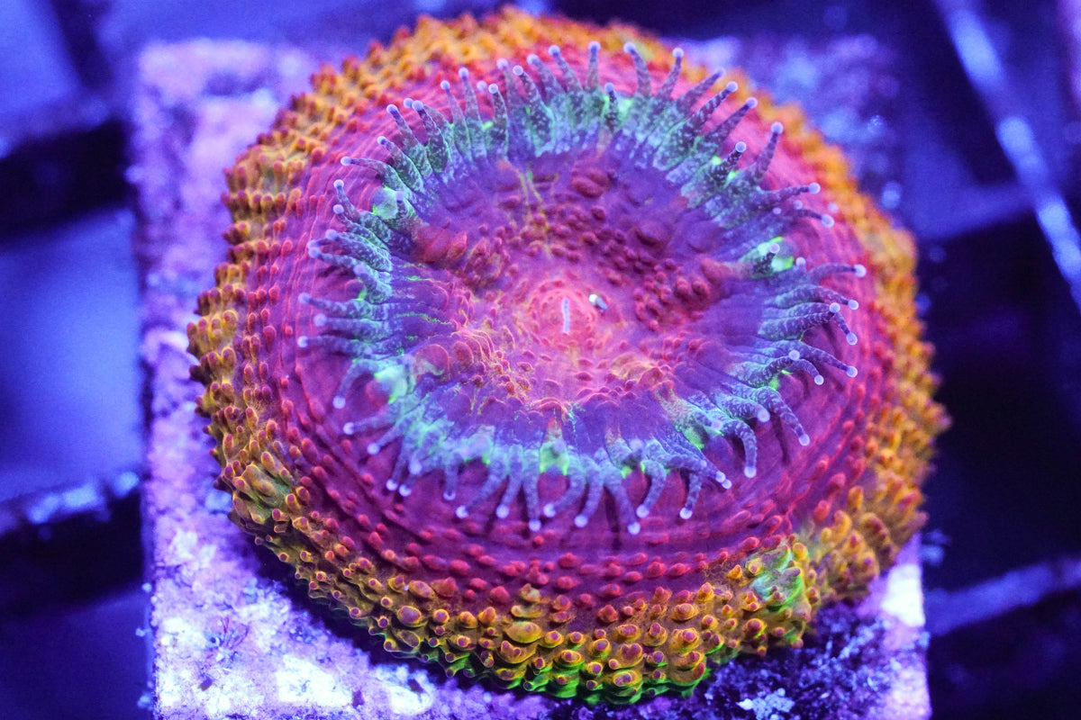 Red Rainbow Acan