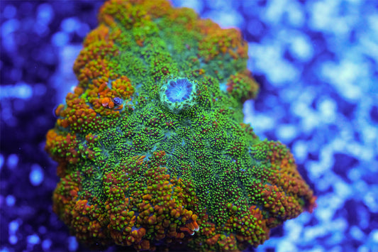Orange and Green Rhodactis Mushroom