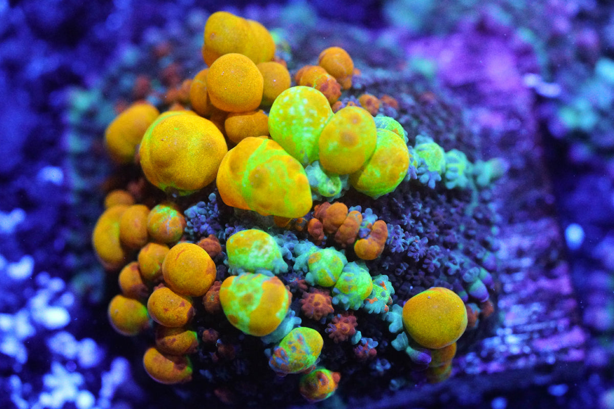 OG Bounce Mushroom
