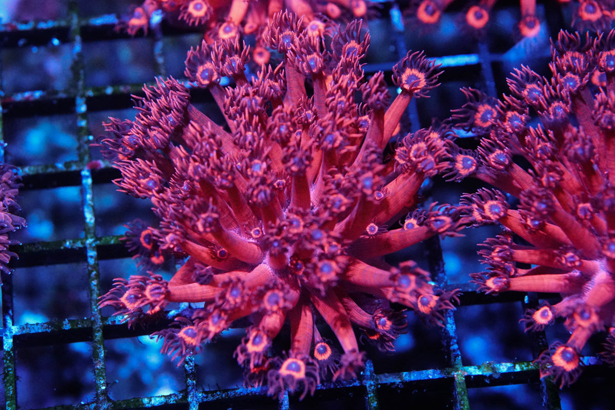 Hot Pink Blue Eyed Goniopora