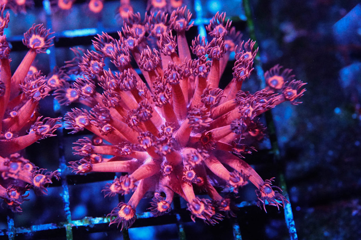 Hot Pink Blue Eyed Goniopora