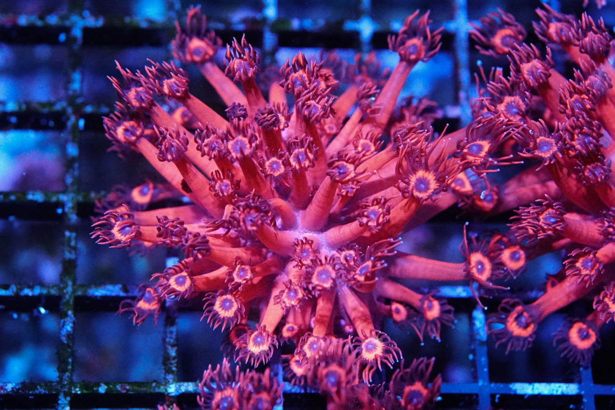 Hot Pink Blue Eyed Goniopora