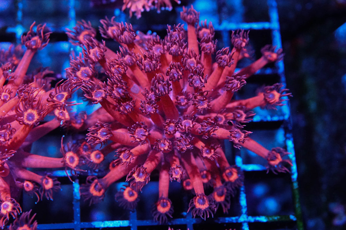Hot Pink Blue Eyed Goniopora