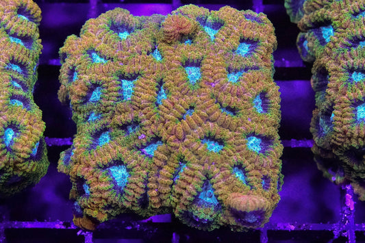 Favia of the Gods