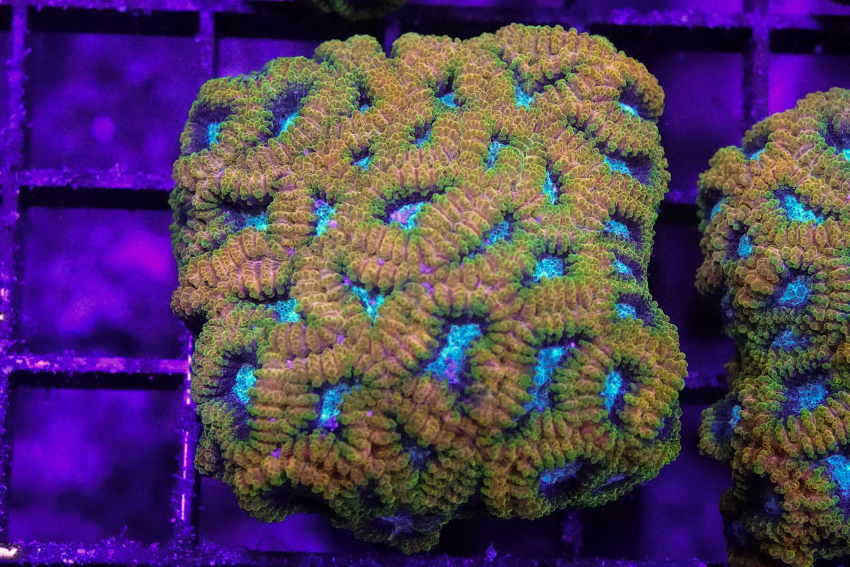 Favia of the Gods
