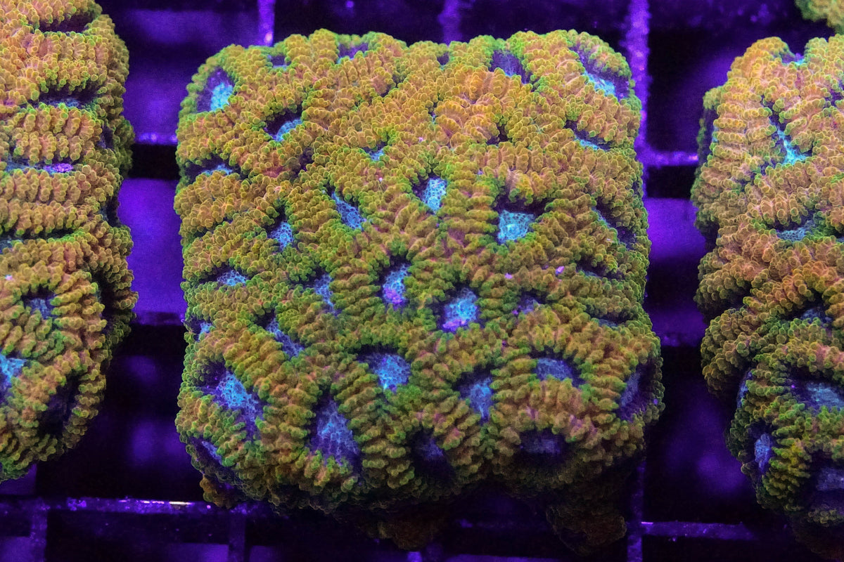 Favia of the Gods