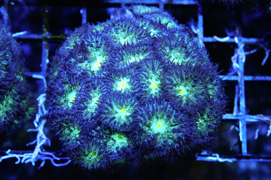 Primal Life Blasto Merletti Mini Colony